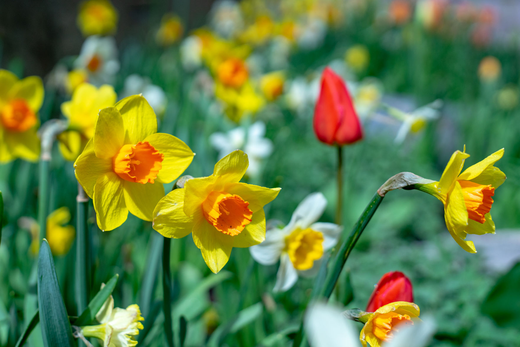 Spring colors